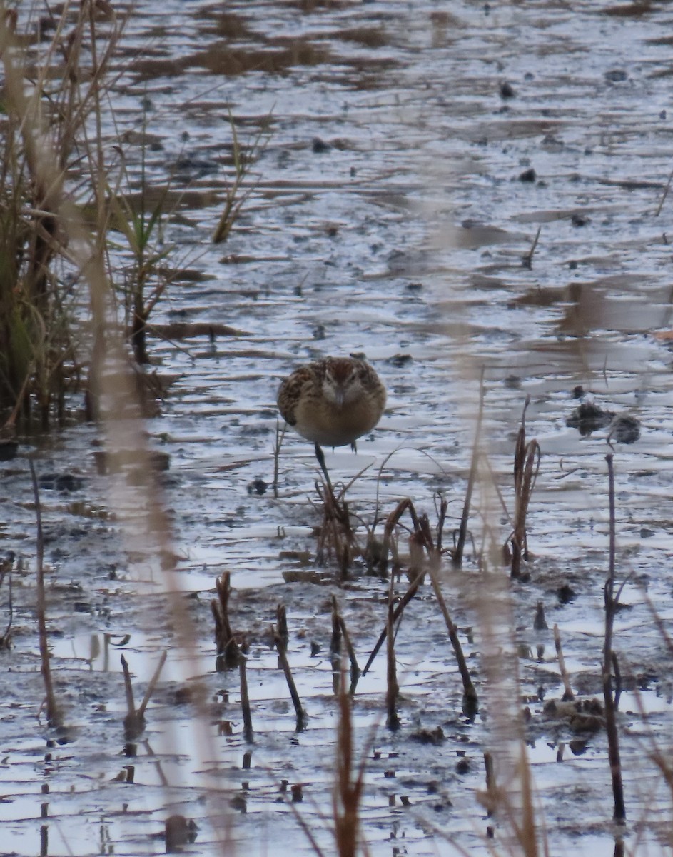 Sharp-tailed Sandpiper - ML645333193