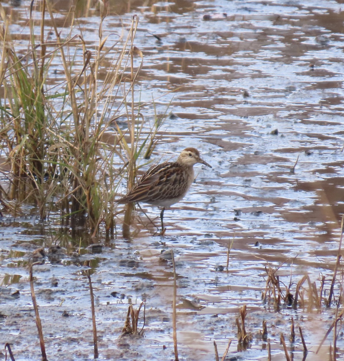 Sharp-tailed Sandpiper - ML645333194