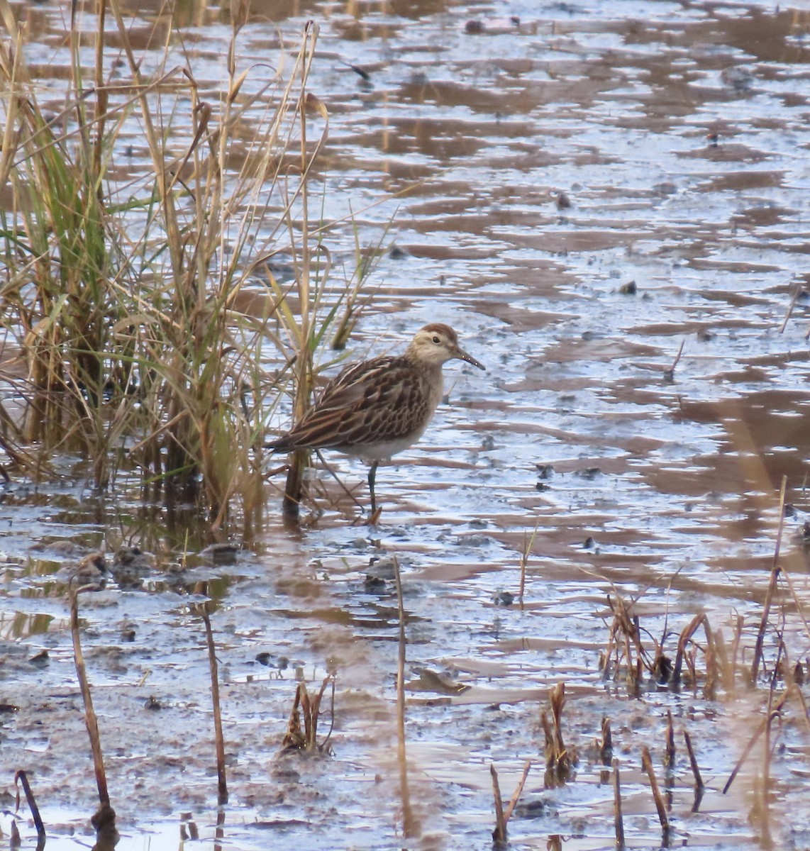 Sharp-tailed Sandpiper - ML645333195