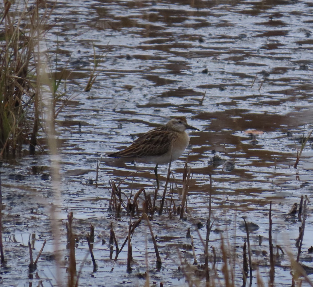 Sharp-tailed Sandpiper - ML645333197