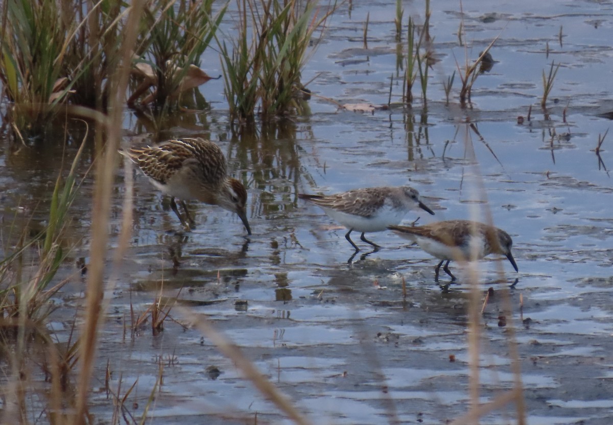Sharp-tailed Sandpiper - ML645333198
