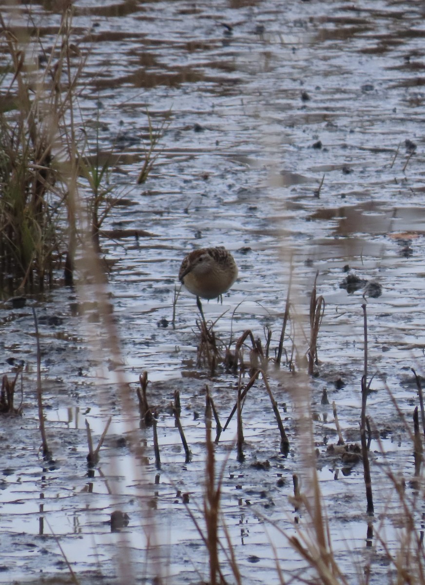 Sharp-tailed Sandpiper - ML645333199