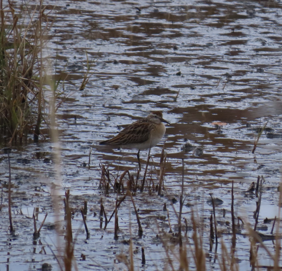 Sharp-tailed Sandpiper - ML645333200