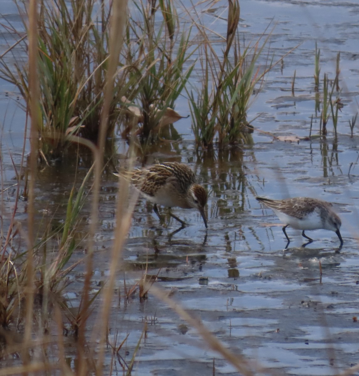 Sharp-tailed Sandpiper - ML645333202