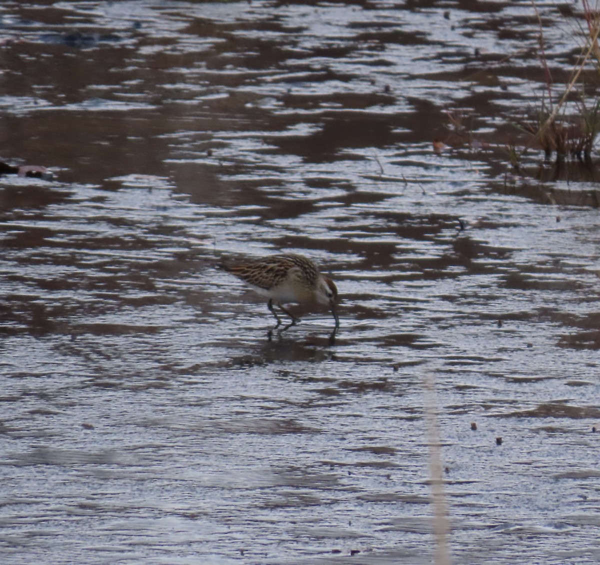 Sharp-tailed Sandpiper - ML645333203