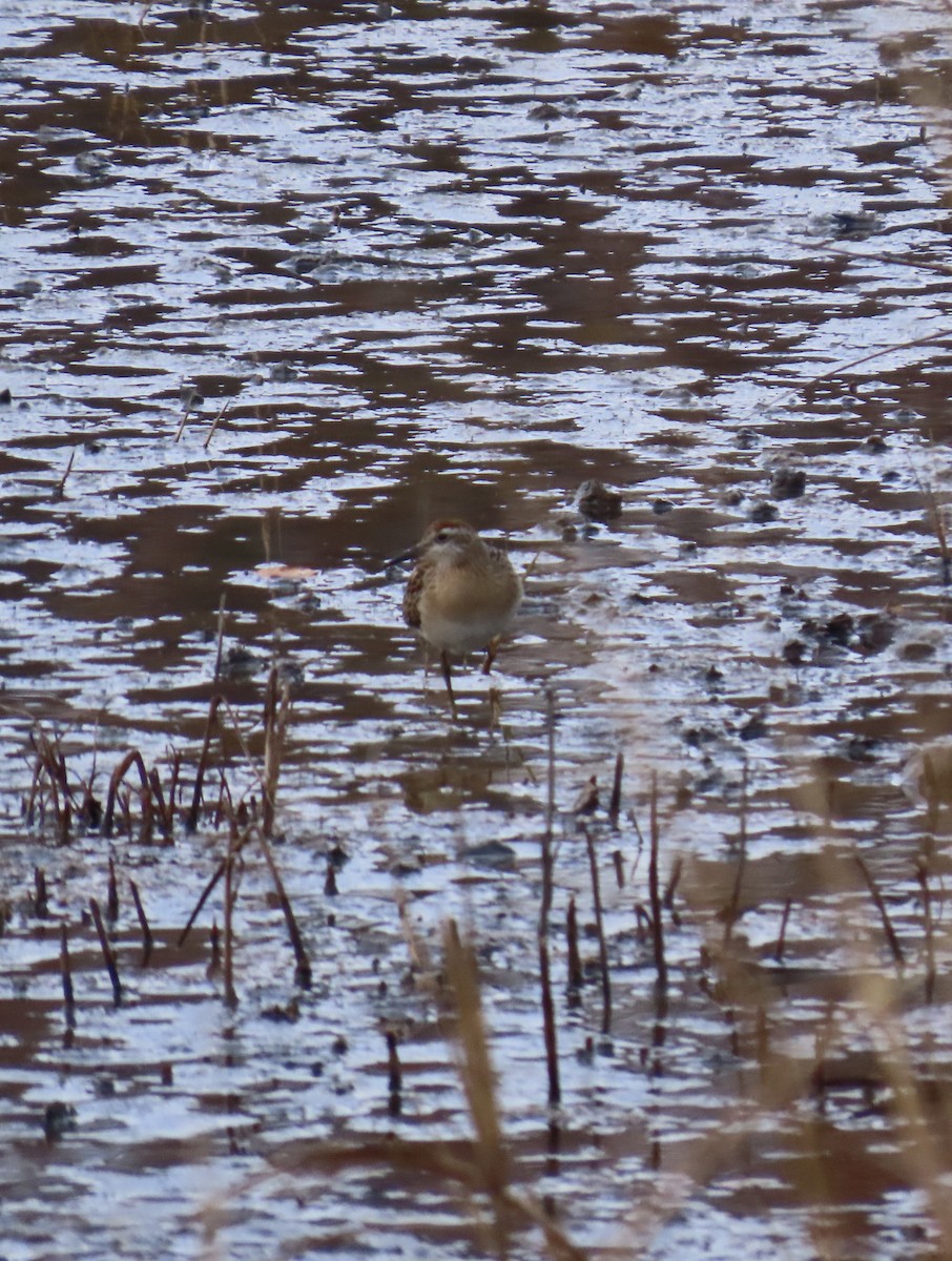 Sharp-tailed Sandpiper - ML645333205