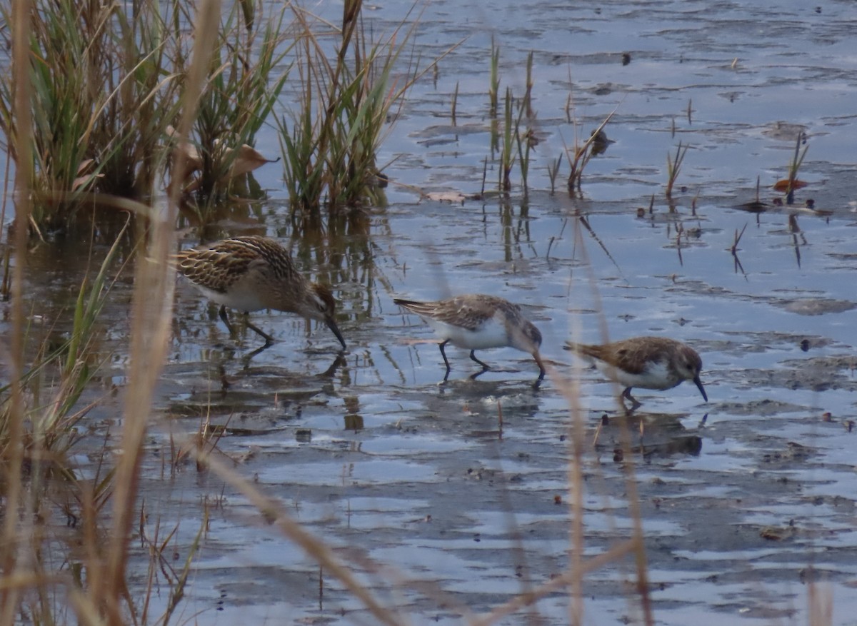 Sharp-tailed Sandpiper - ML645333206