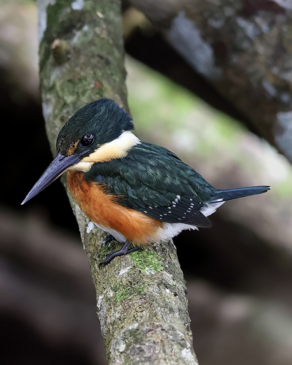 American Pygmy Kingfisher - ML645333209
