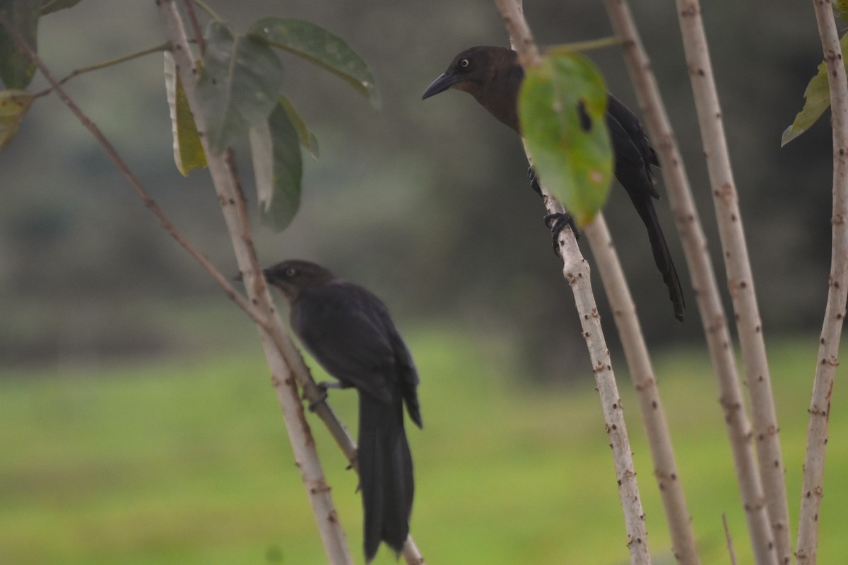 オナガクロムクドリモドキ - ML645333219