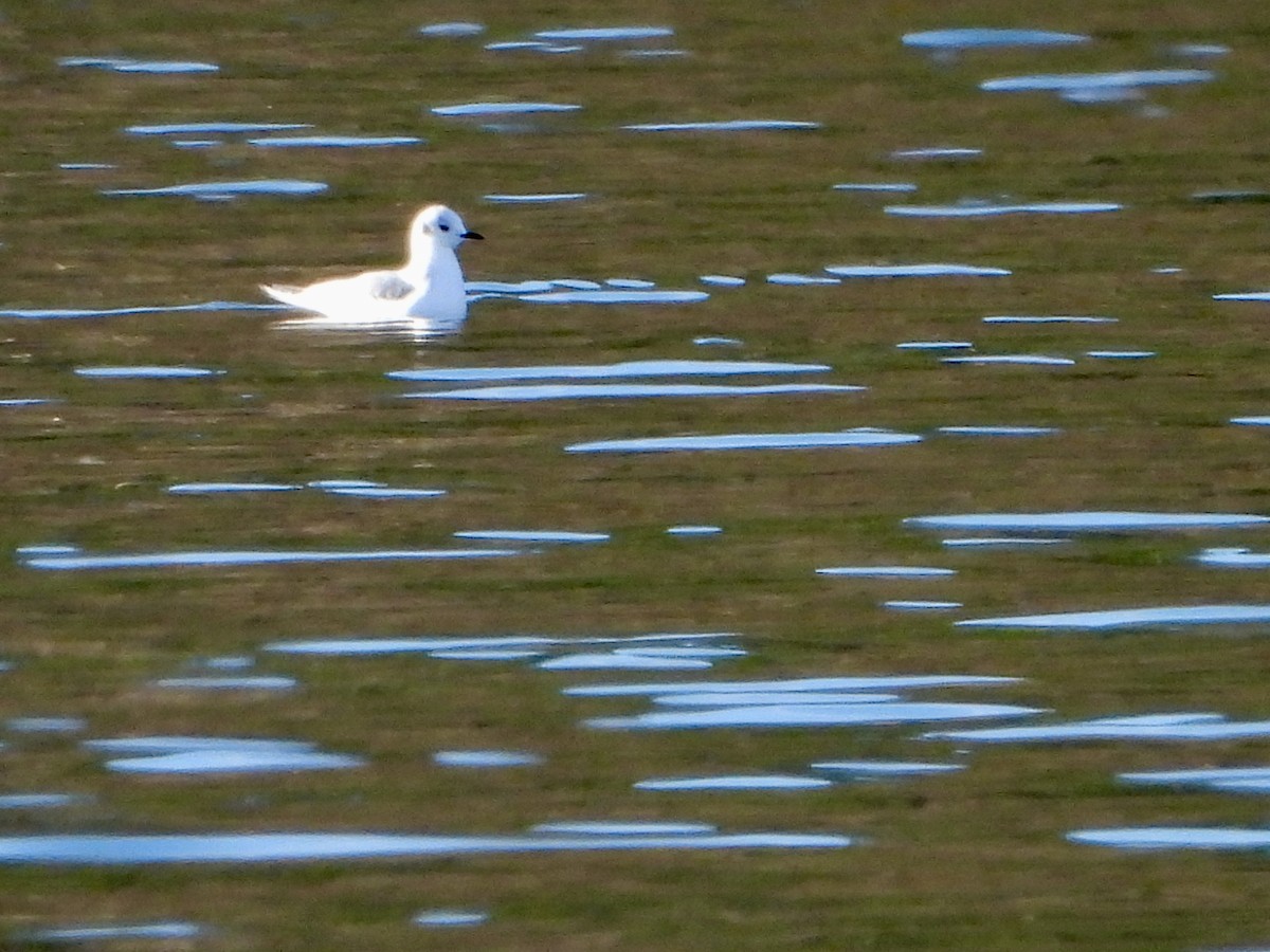 Bonaparte's Gull - ML645333222