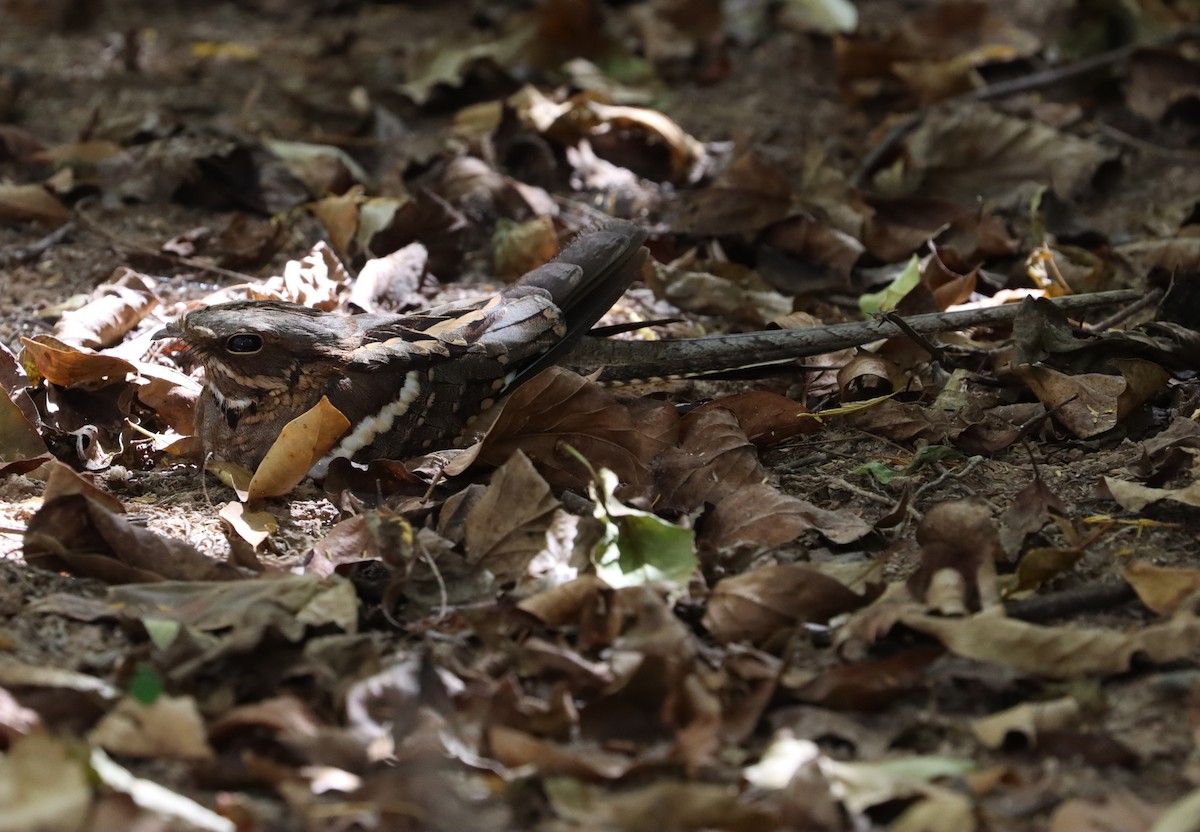 Long-tailed Nightjar - ML645333225