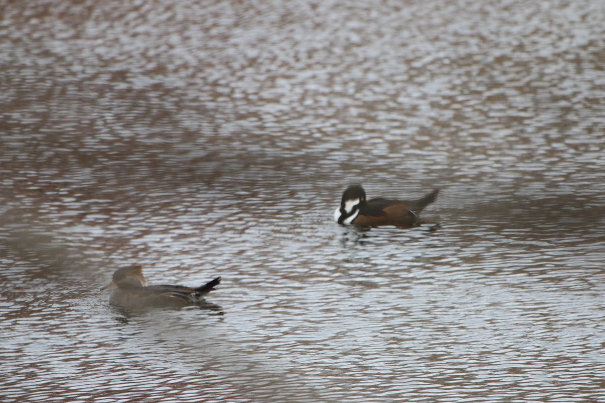 מרגון מקושט - ML645333229