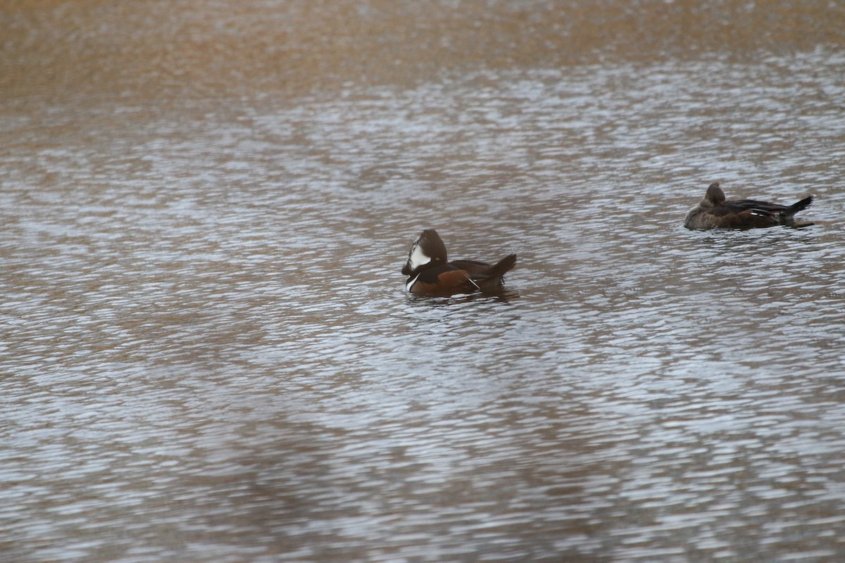 מרגון מקושט - ML645333230