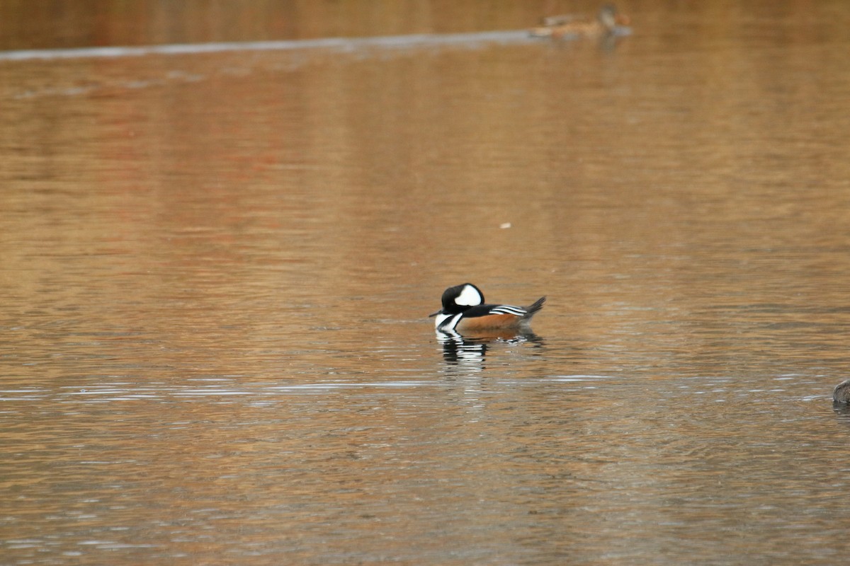 מרגון מקושט - ML645333231