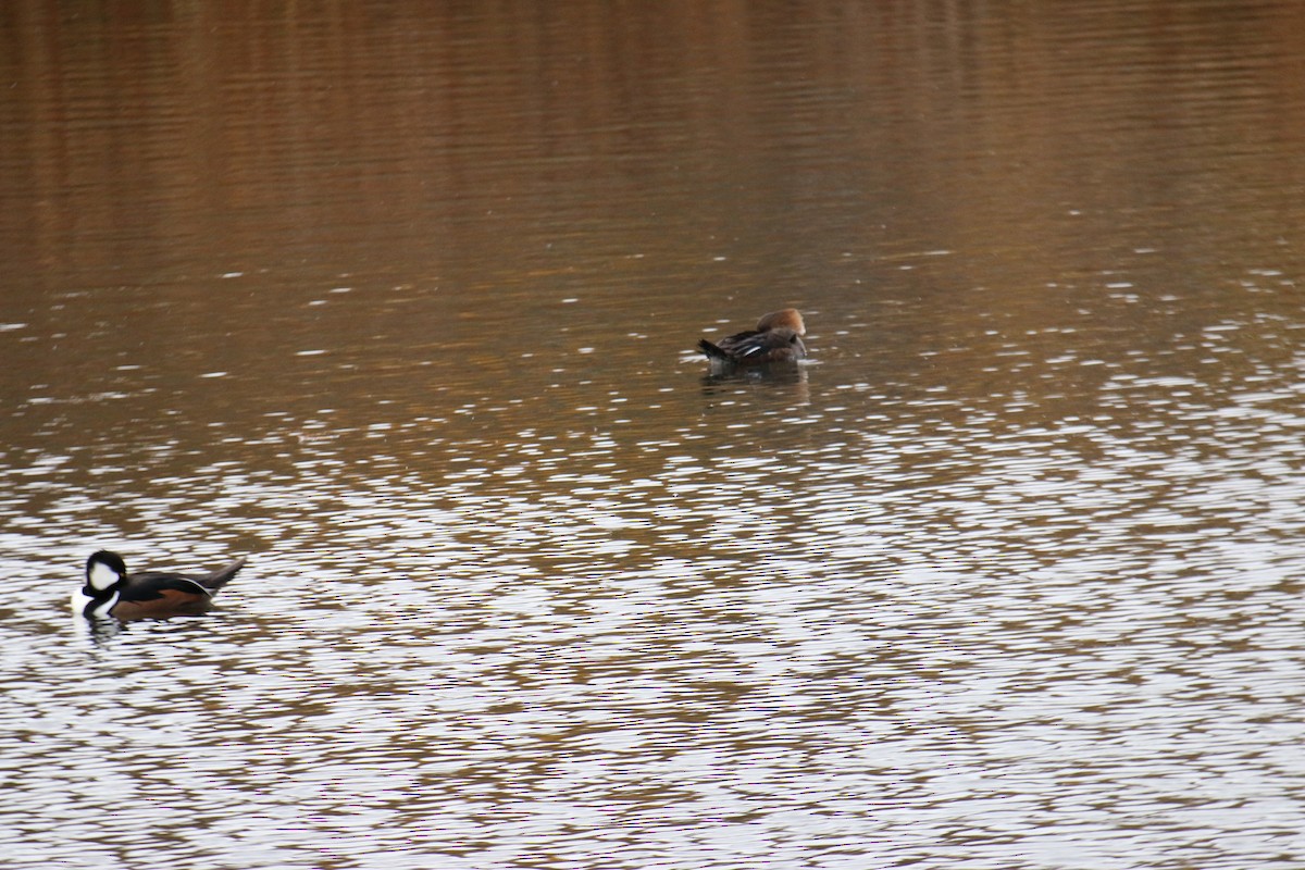 מרגון מקושט - ML645333232