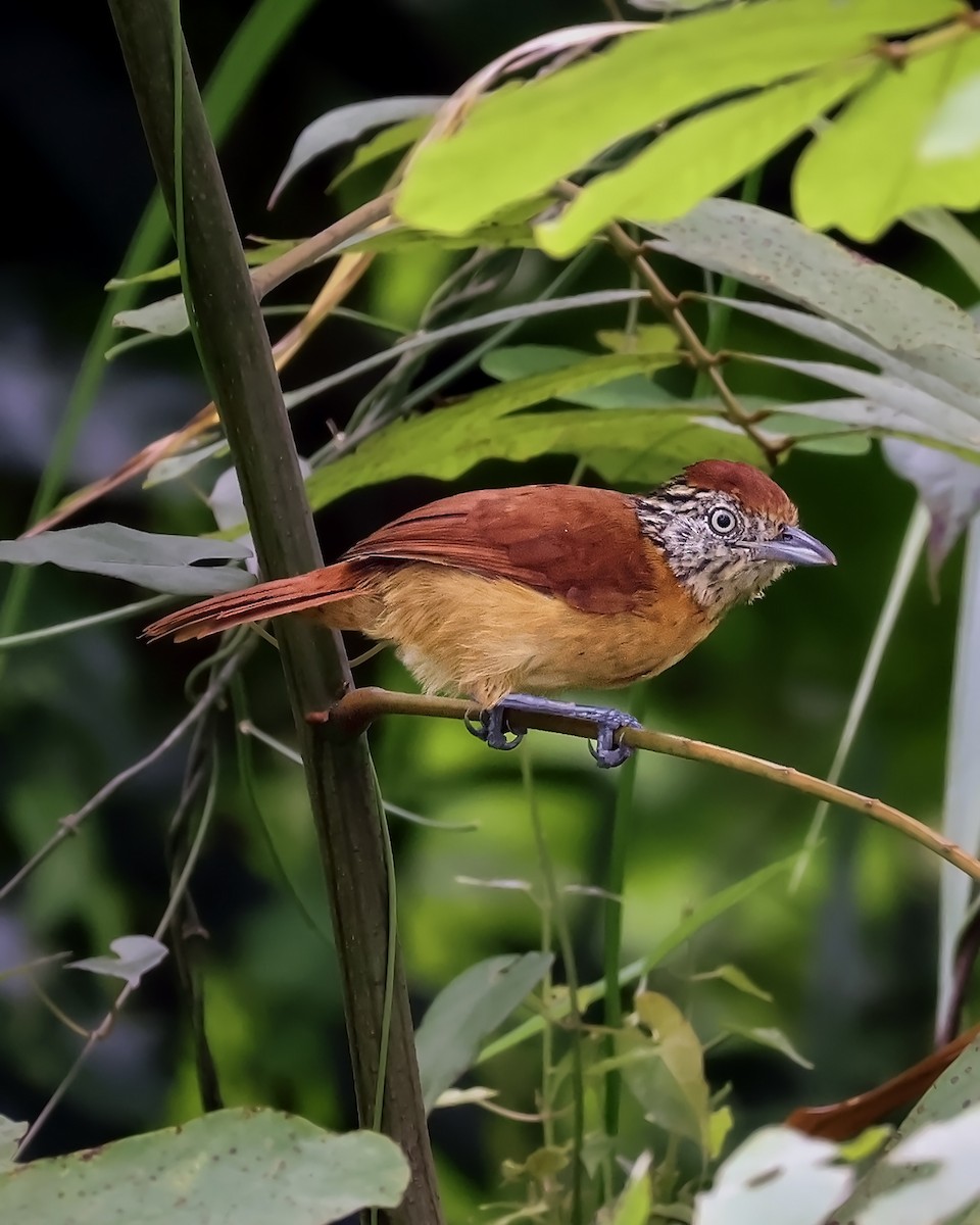 Batará Barrado - ML645333234