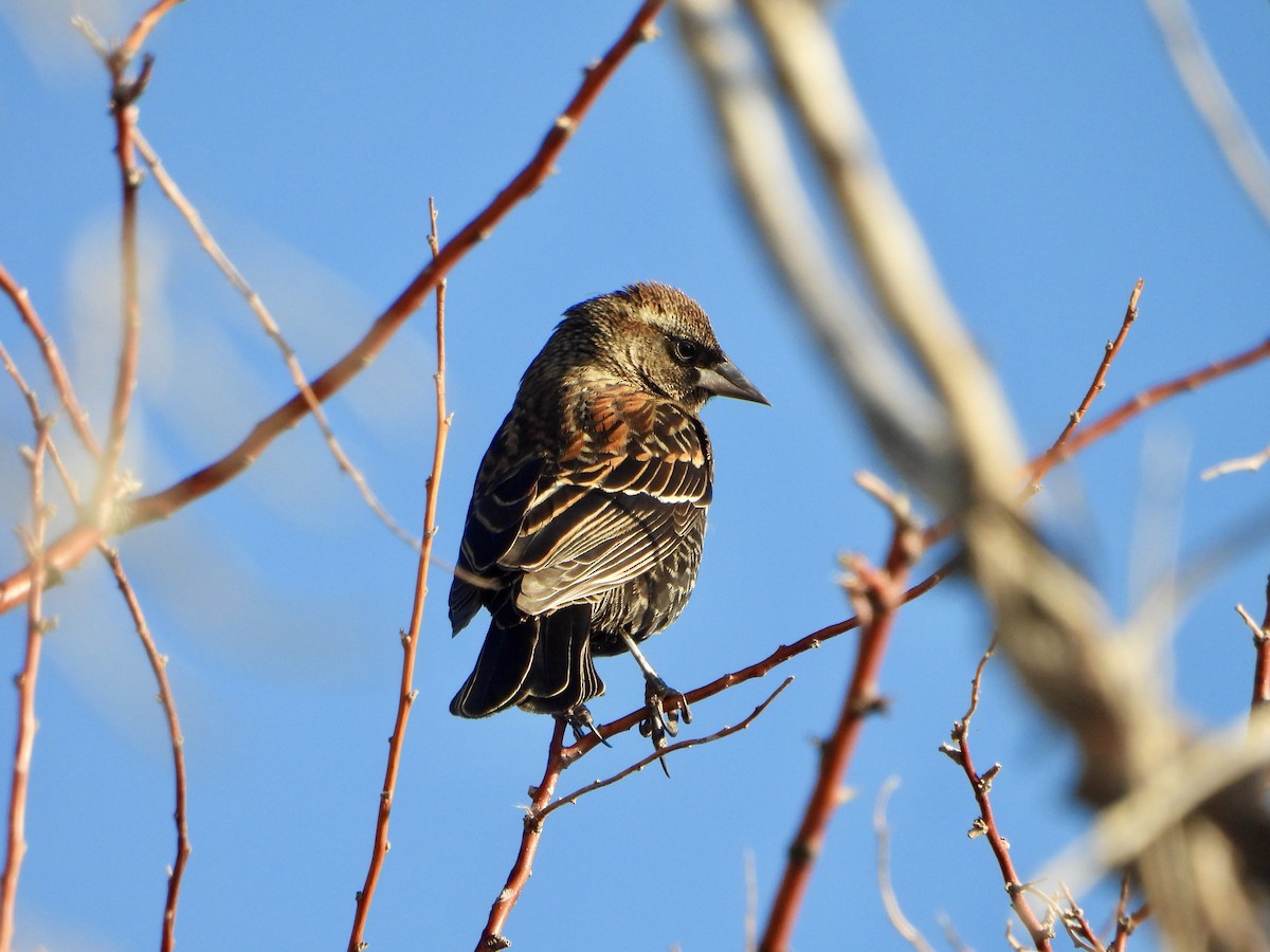 Red-winged Blackbird - ML645333238
