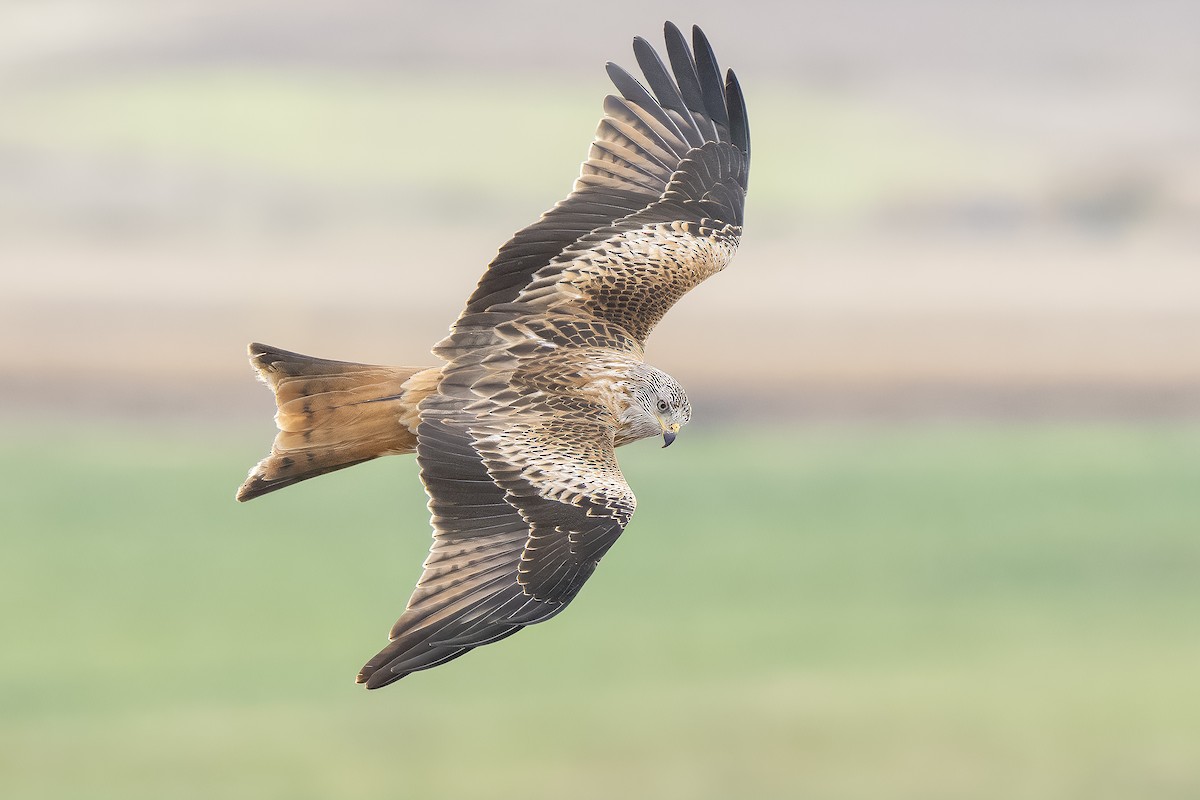 Red Kite - ML645333247
