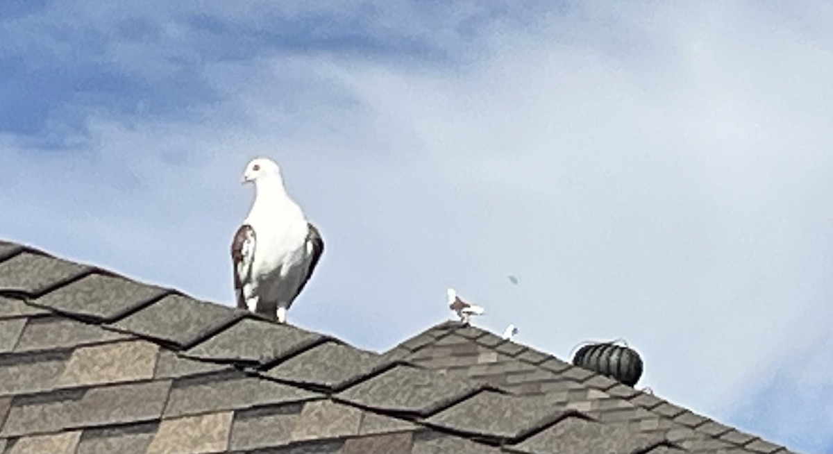 pigeon/dove sp. - ML645333254