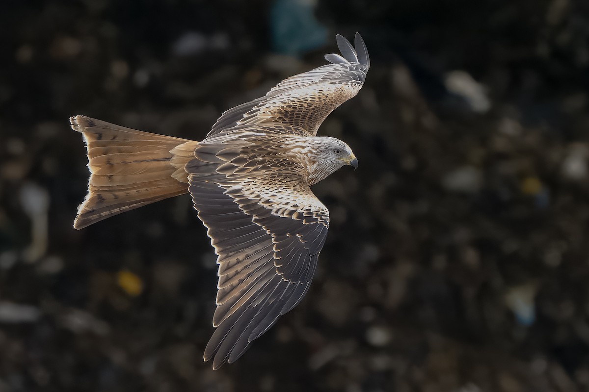 Red Kite - ML645333255