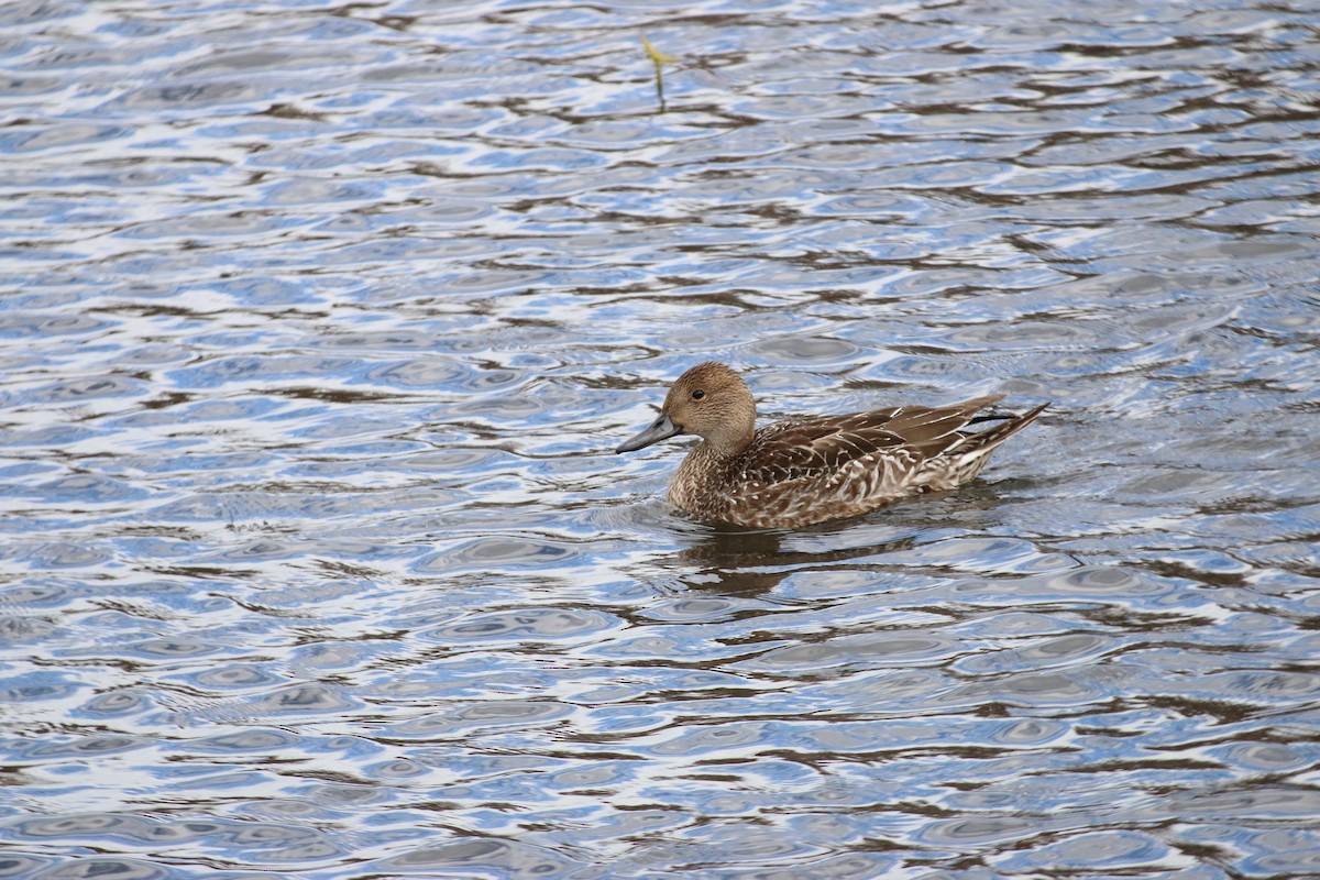 ברווז חד-זנב - ML645333258
