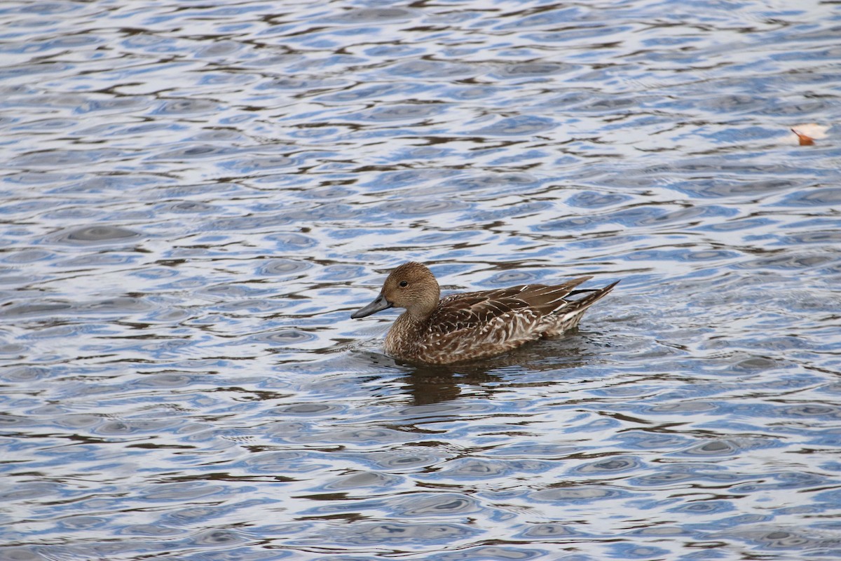 ברווז חד-זנב - ML645333259