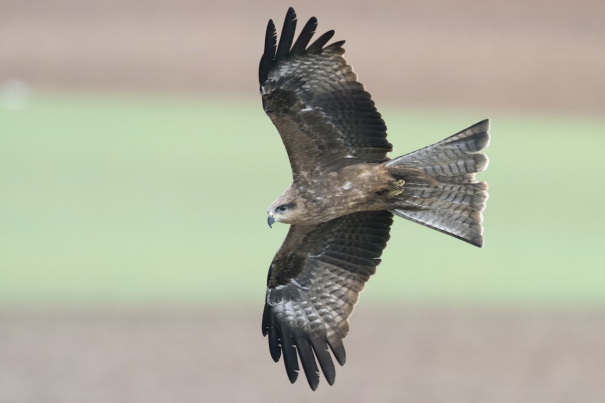 Black Kite - ML645333271