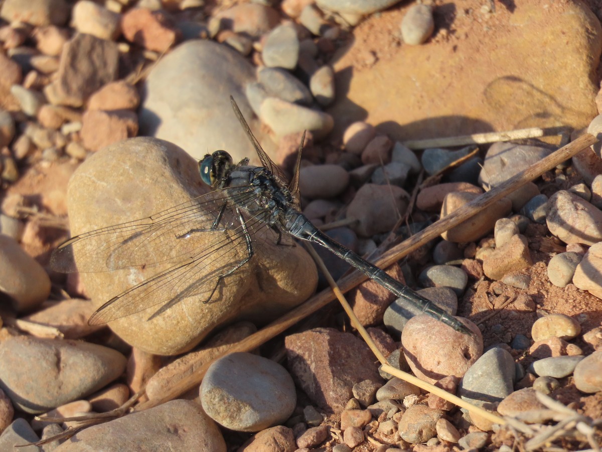 Long Skimmer - ML645333272