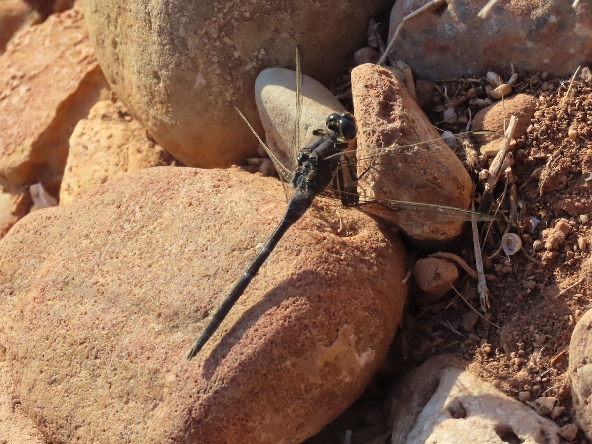 Long Skimmer - ML645333273