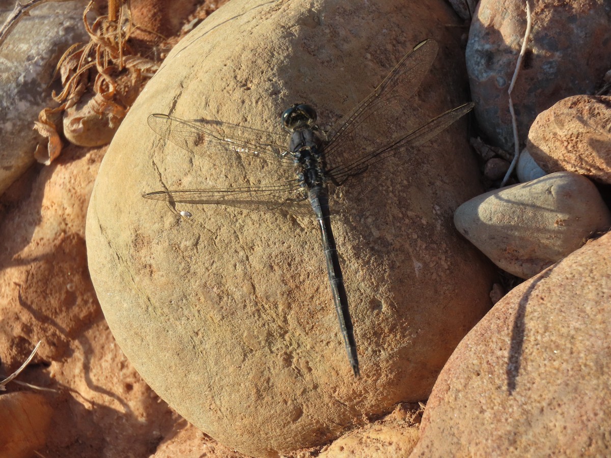 Long Skimmer - ML645333274