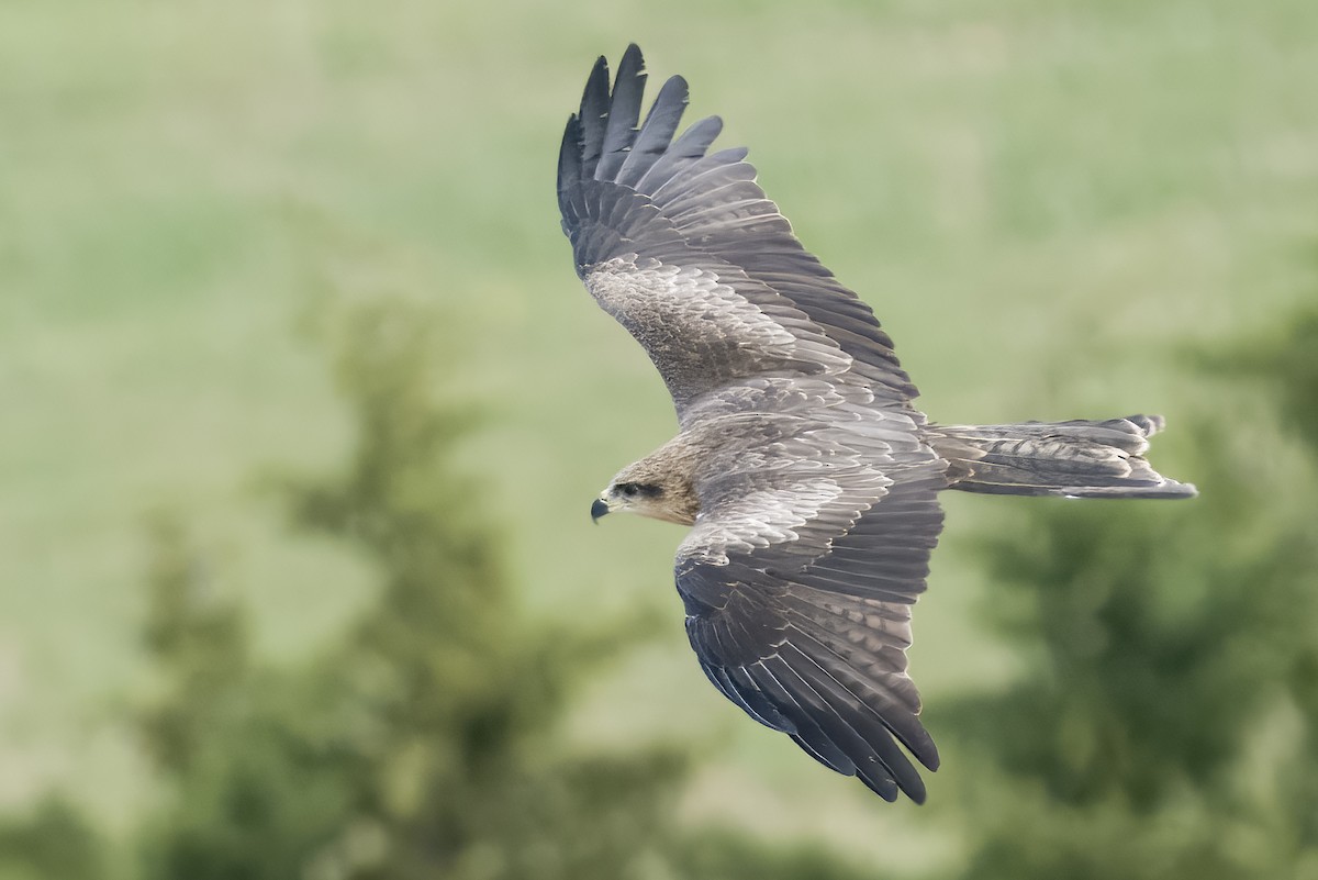Black Kite - ML645333279