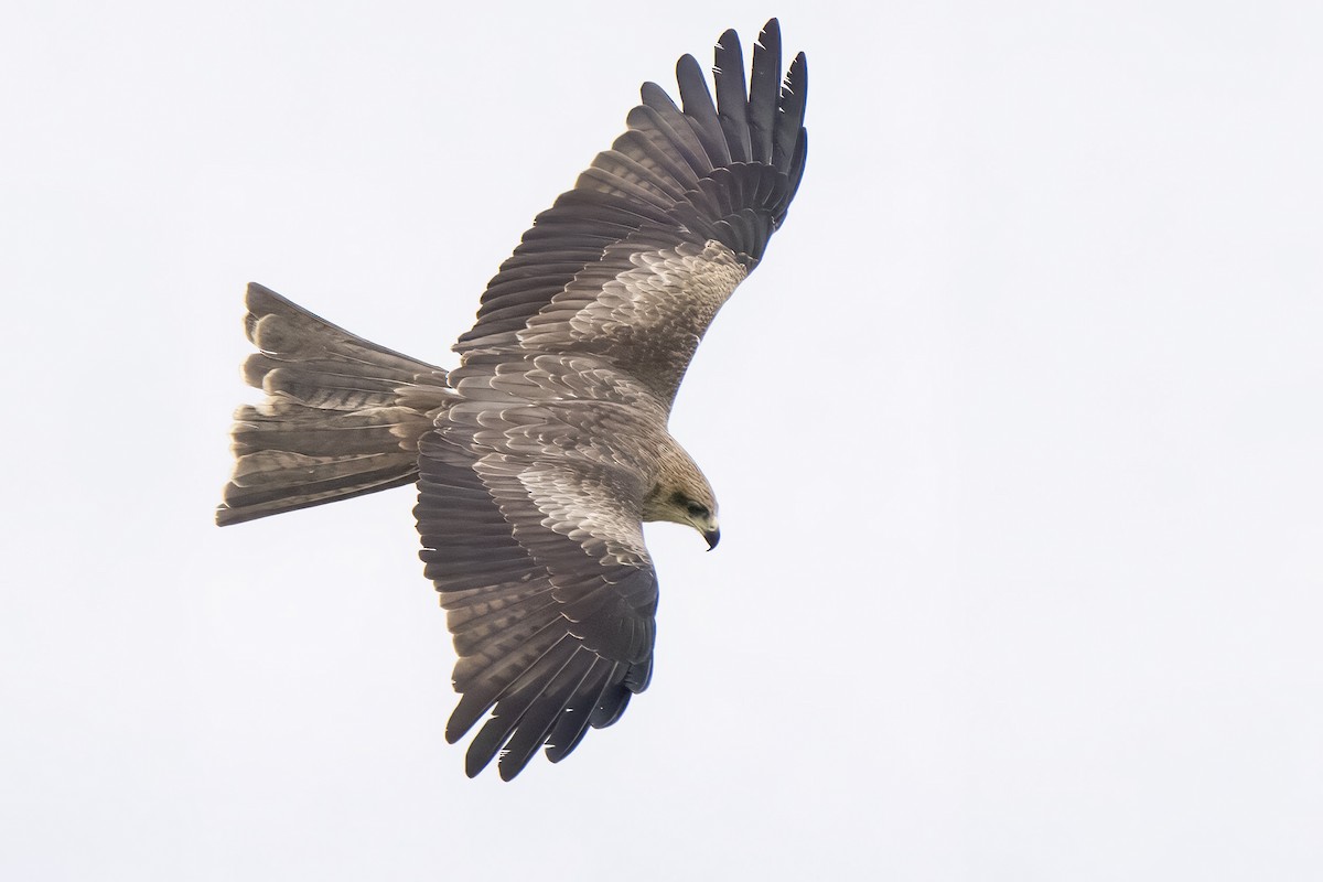 Black Kite - ML645333296