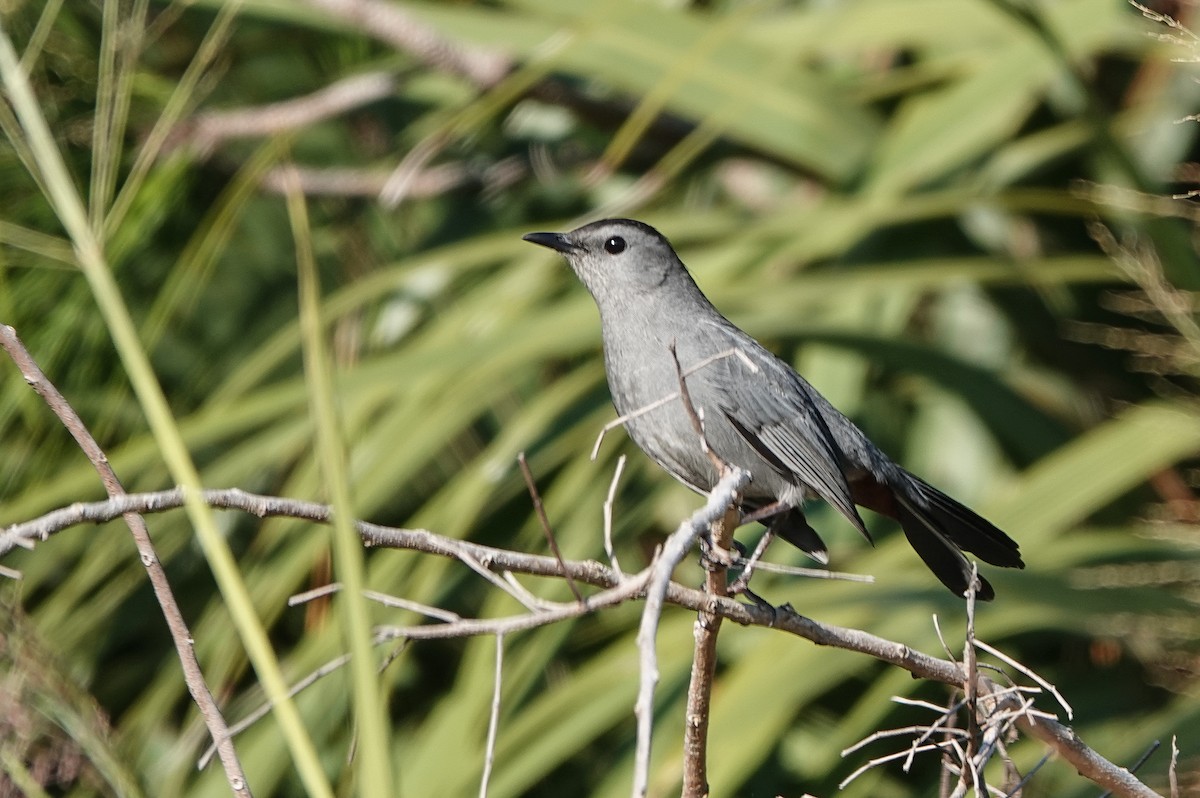 Gray Catbird - ML645333309