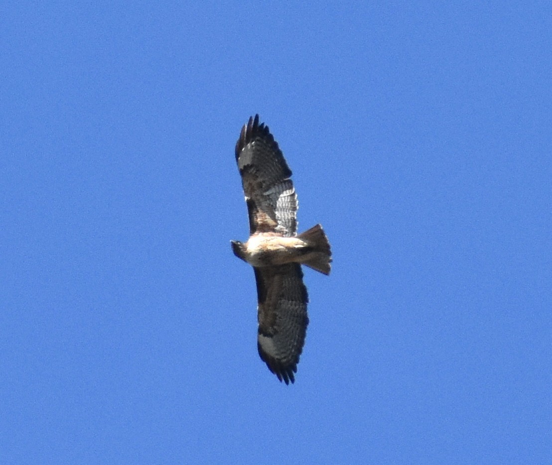 Red-tailed Hawk - ML645333310
