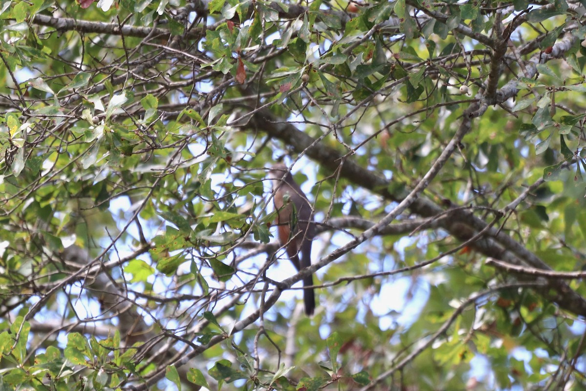 Желтоклювая пиайя - ML645333322