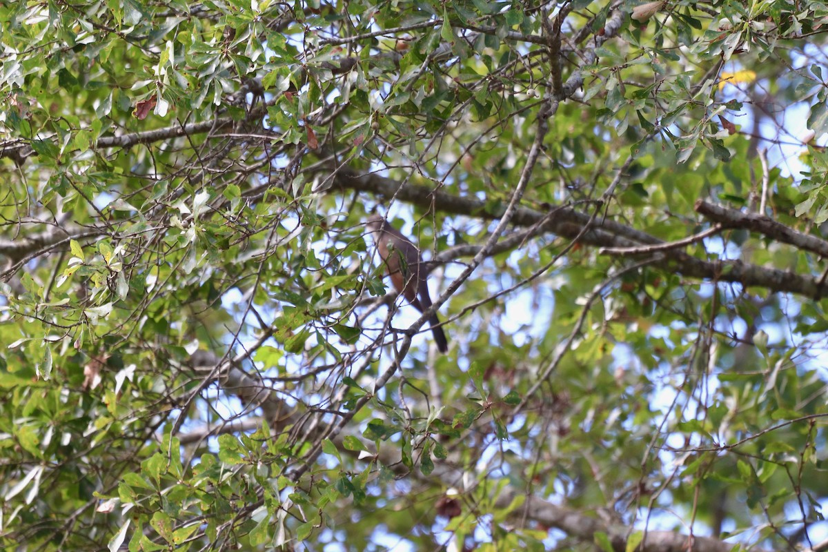 Желтоклювая пиайя - ML645333323