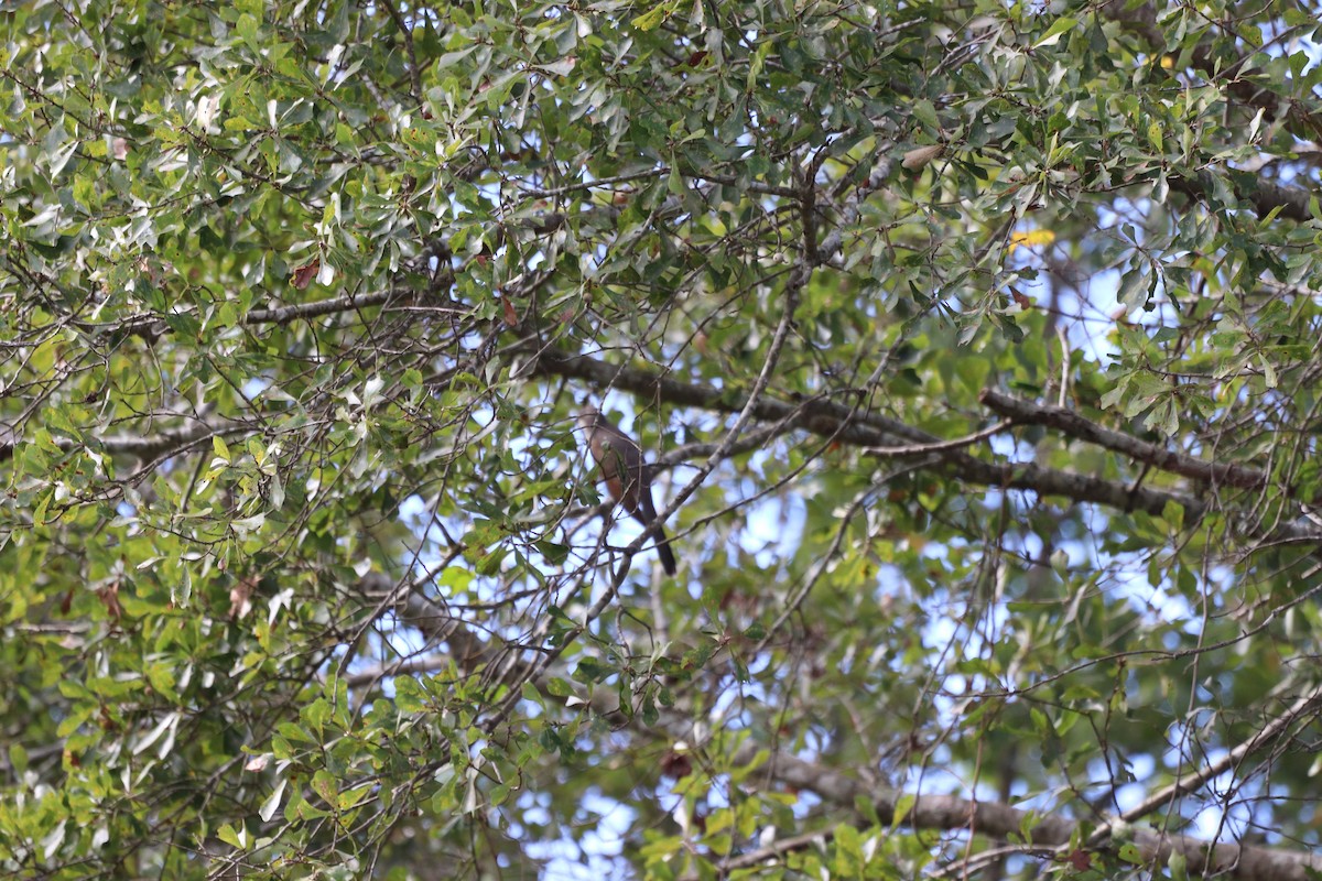 Желтоклювая пиайя - ML645333324