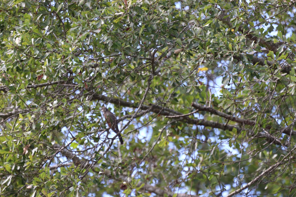 Желтоклювая пиайя - ML645333325