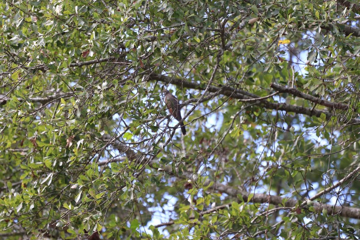 Желтоклювая пиайя - ML645333326