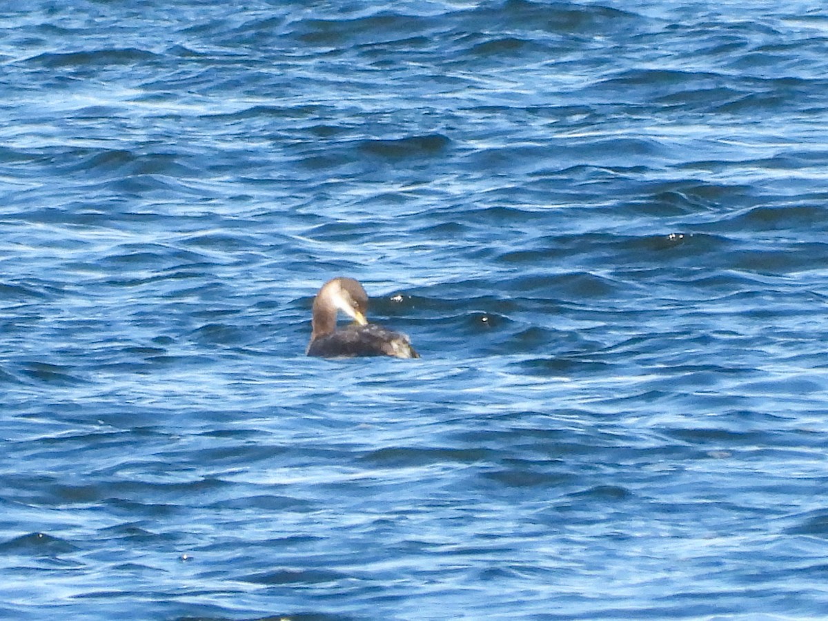 Буурал шунгуур - ML645333331