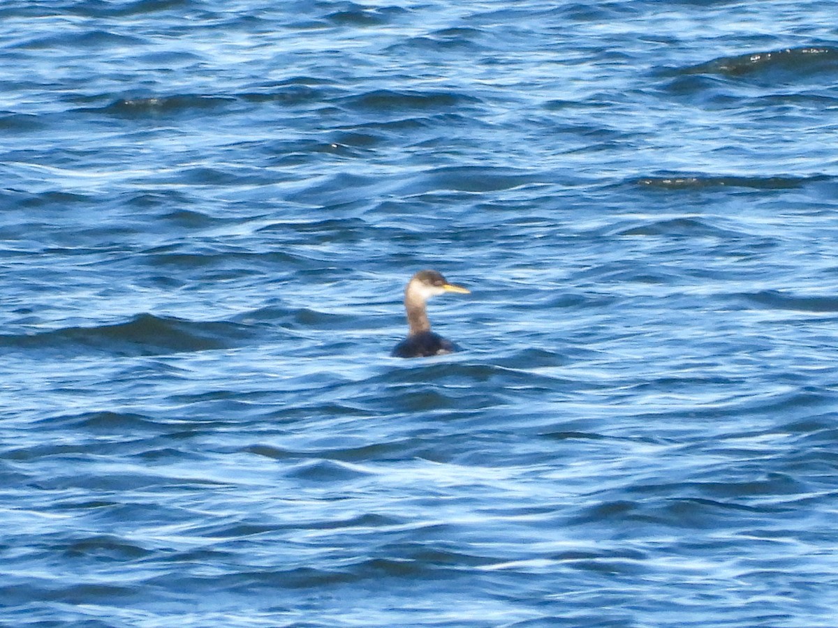 Буурал шунгуур - ML645333333