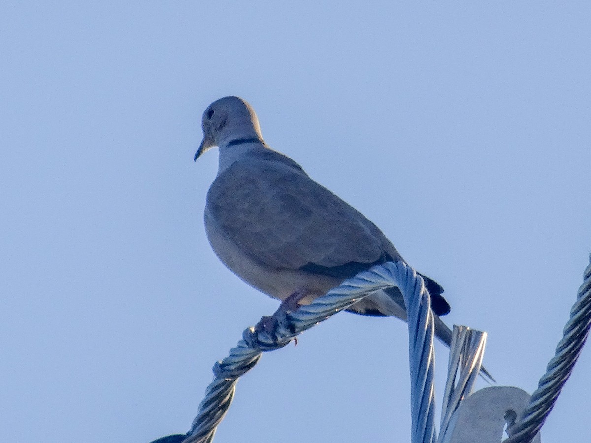 Eurasian Collared-Dove - ML645333334