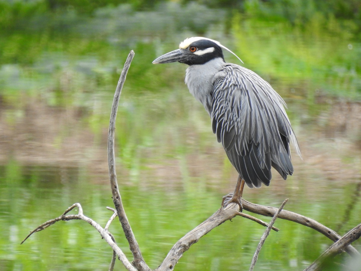 Yellow-crowned Night Heron - ML645333337