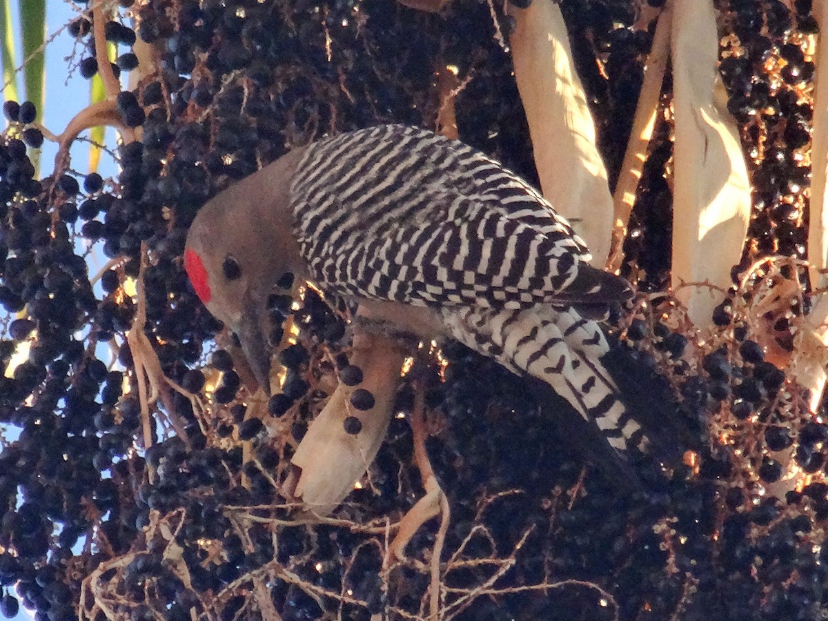 Gila Woodpecker - ML645333341