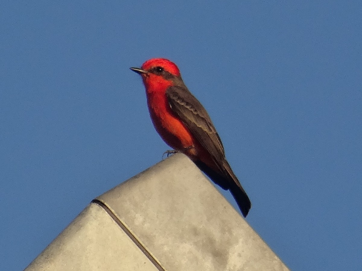 Vermilion Flycatcher - ML645333346