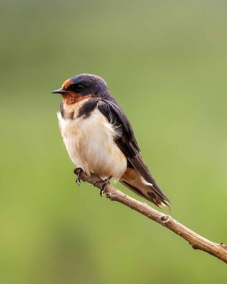 Ластівка сільська - ML645333353