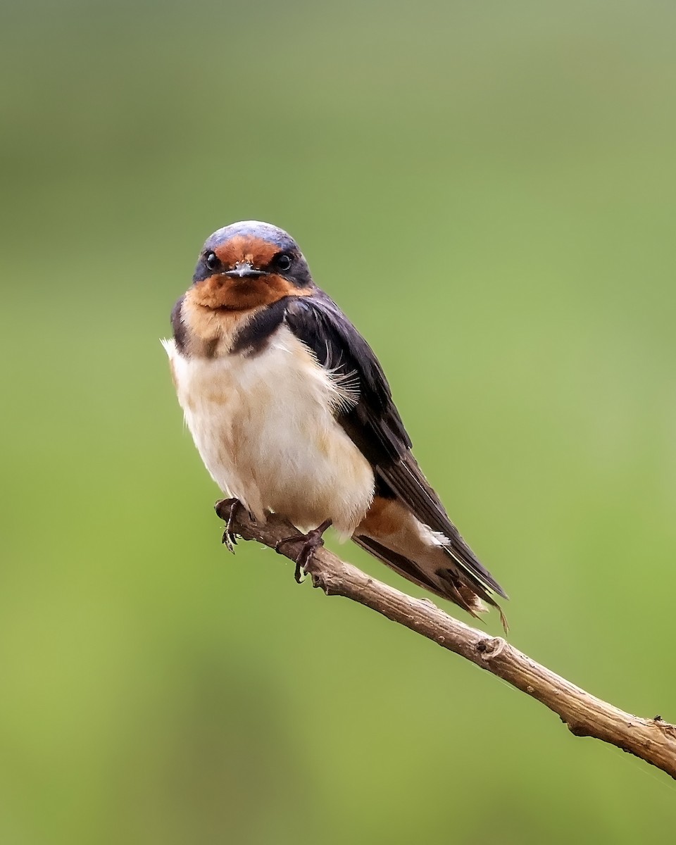 Ластівка сільська - ML645333354