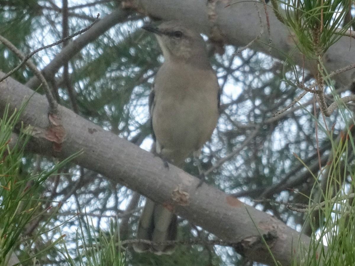 Northern Mockingbird - ML645333358
