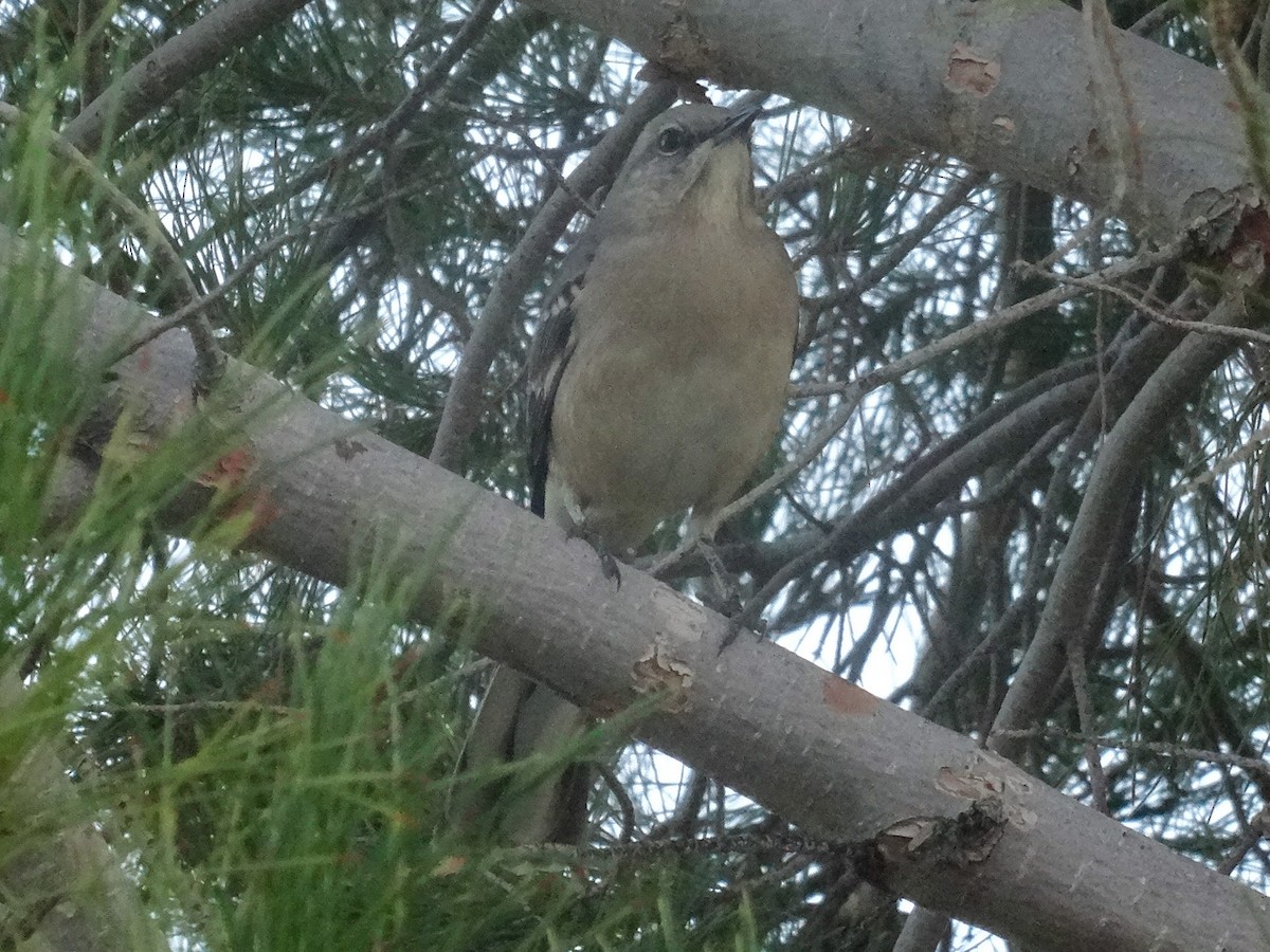Northern Mockingbird - ML645333359