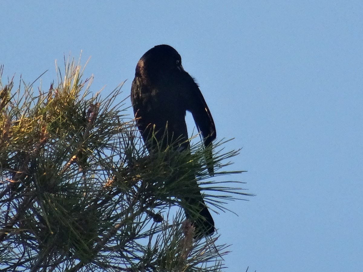 Brewer's Blackbird - ML645333366